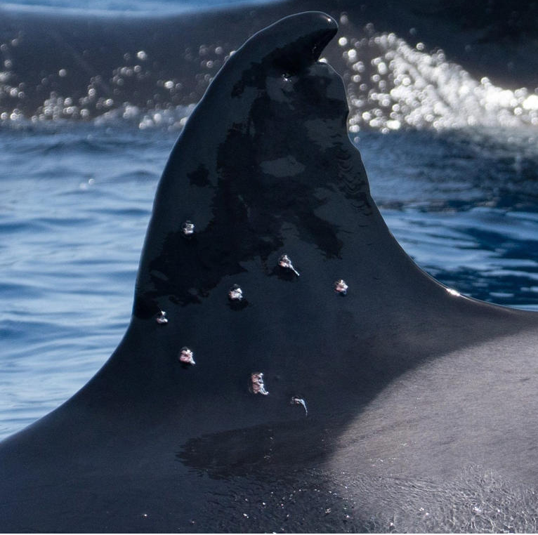 Killer whale ‘found with shotgun wounds’ in Strait of Gibraltar