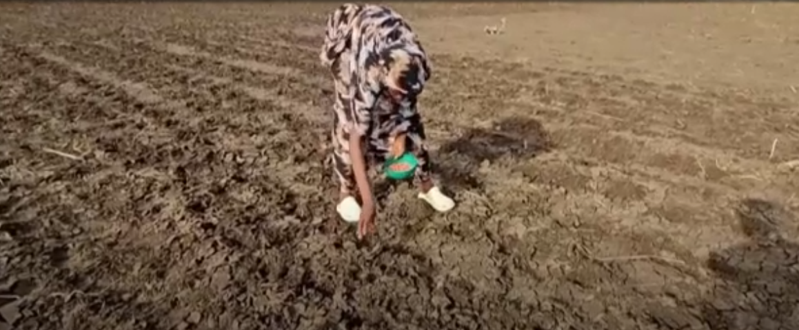 Sudan farms lie barren as El Nino leaves Nile banks dry