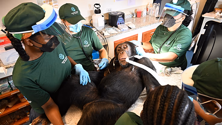 Liberia’s rescued chimpanzees receive health checks