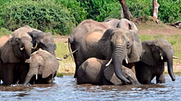 Botswana under fire after authorising elephant killing for independence celebrations
